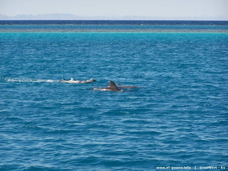 Delphin Tour 161